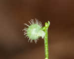 Licorice bedstraw